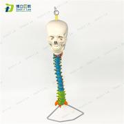 人体脊柱模型人体骨骼脊椎成人颈椎带头骨模型v1 1