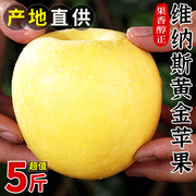 维纳斯黄金苹果5斤新鲜水果，整箱当季正宗时令山东黄胖子(黄胖子)甜丑苹果