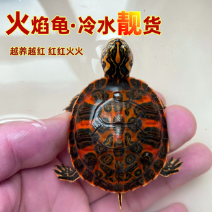 火焰龟深水龟鱼缸混养小乌龟活物，稀有活体小宠物吃粪龟清洁龟冷水