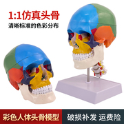 人体头颅骨着色模型 彩色头骨性分离模型带颈椎上色区分22块区域