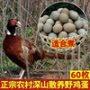野鸡蛋15-60枚鸡蛋新鲜七彩山鸡蛋，农家土鸡蛋正宗农村散养乌鸡蛋