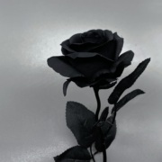 哥特黑玫瑰花拍摄道具白黑色(白黑色，)假干花束，仿真拍照不良jk手持扇子枯萎