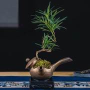 罗汉松微景观禅意，茶桌造型o盆景，u微盆景植物