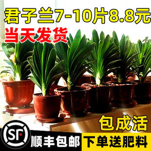 四季君子兰盆栽带花苞小苗花卉植物室内易活绿植水培好养多肉大全