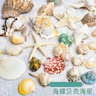 贝壳海星海螺装饰鱼缸海洋洋海摆件拍摄创意道具仿真水族箱
