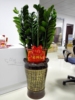 深圳同城大盆金钱树盆栽大型绿植物开业乔迁送礼客厅办公室内