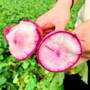 冰激凌水果萝卜种籽冰糖心萝卜种子脆甜紫皮生吃四季蔬菜高产
