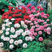 小雏菊种子盆栽四季开花易爆盆室内室外种子玛格丽特花卉庭院阳台