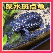 小斑点龟苗斑点池龟吃粪龟宠物龟深水龟小乌龟满天星龟雪花龟小宠