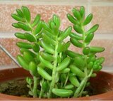精品小盆栽 珍珠玛瑙 虹之玉 4元一棵