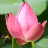 3周年店庆*免费送◆荷花粉10克◆限拍1 请看宝贝说明
