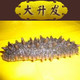专供同仁堂大升发极品野生海参