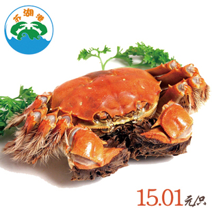  【满10送2】 正宗 阳澄湖大闸蟹团购 现货 母蟹2.0-2.4两