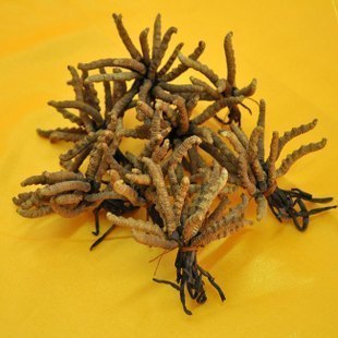 冬虫夏草 产地 西藏 简称虫草 调节免疫系统  260元/克