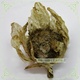 新疆野生药材 极品雪莲花 5500雪线以上 通经活血等作用