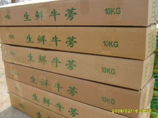  徐州特产 现出土精选新鲜牛蒡根 20斤60元江浙沪皖包邮 送牛蒡茶