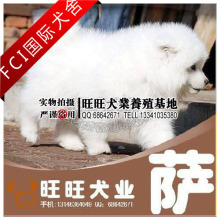 FCI国际犬舍/旺旺犬业/冠军/萨摩耶/幼犬/狗狗/可办CKU证S55贰