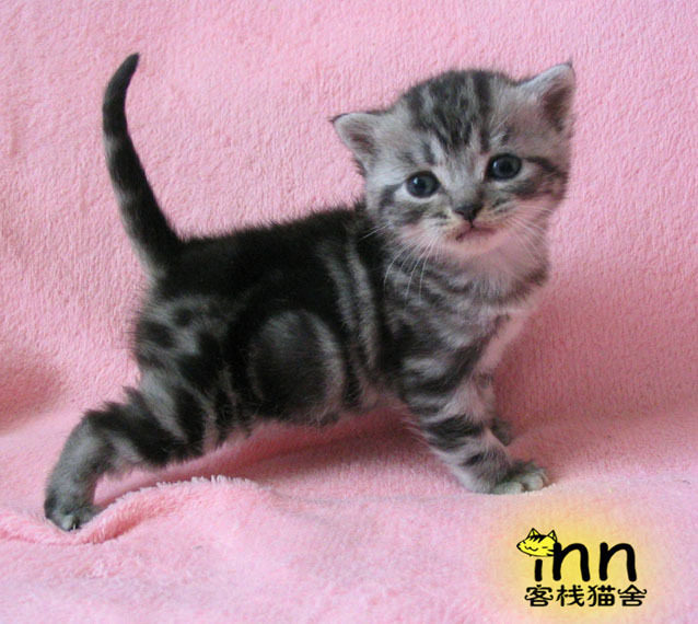 ao(爱妮猫)英短渐层色赛级苏格兰折耳<em>姐妹花</em>(