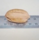 美味特浓中尖长寿果(昌化山核桃)