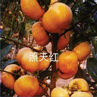 柿子树新品种*照天红*红柿树嫁接苗 果形扁圆像灯笼 一样美丽