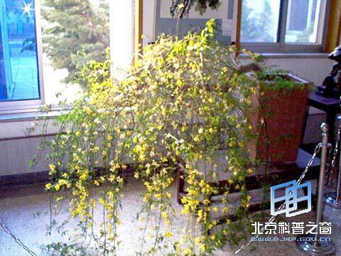 盆栽**迎春花**可以垂挂的。下垂或攀援,碧叶黄花