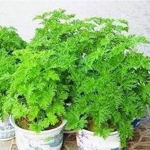 庆两钻零利润 盆式精装驱蚊草 驱蚊香草 柠檬香 2次种植