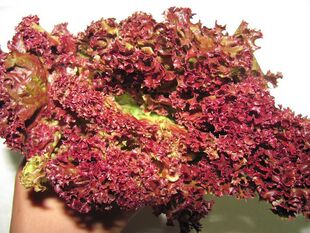  新鲜红叶 红叶生菜 罗莎红 红珊瑚西餐配料