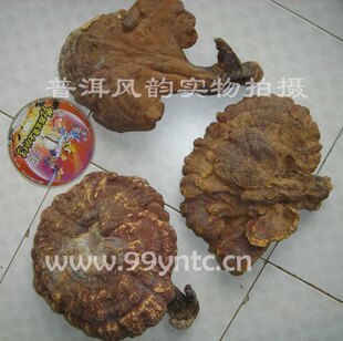  皇冠信誉*云芝堂 云南纯粹野生灵芝(赤芝极品500克可磨灵芝粉包邮