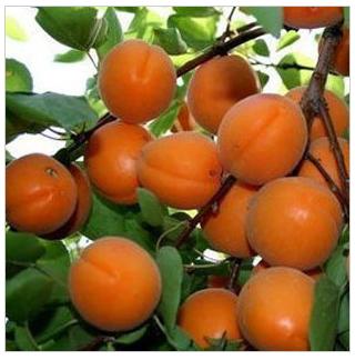 鲜花速递\/蛋糕配送\/园艺花艺庭院植物\/行道树木