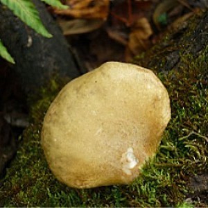  东北特产野生蘑菇 山蘑菇元蘑山珍干货 小鸡炖蘑菇 特价500g 包邮