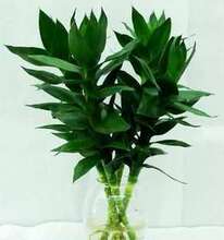『香茗源』绿色植物★观音竹★可盆栽 可水培 净化空气 ★!!