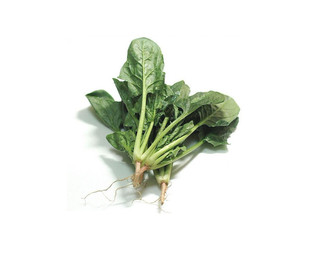  天地生精品蔬菜 菠菜500g 北京满百包邮