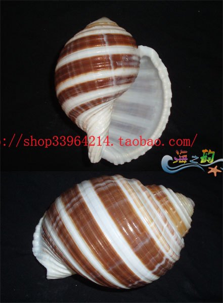 Conch Shell Special 12CM Nautidae )Collection specimen.a decoration decoratein the Home accessories , Creative Jewelry , Conch/Shell/Coral category - from Buy2taobao.com to provide professional Taobao agent buy service