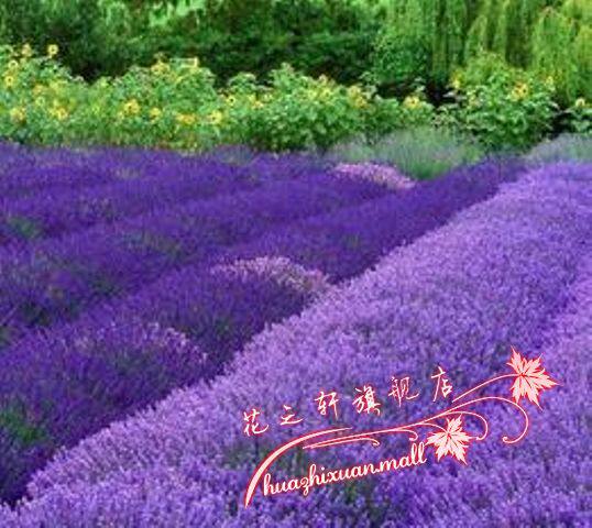 热卖 特价促销秒杀普罗旺斯薰衣草种子-薰衣草代表真爱-期待爱情