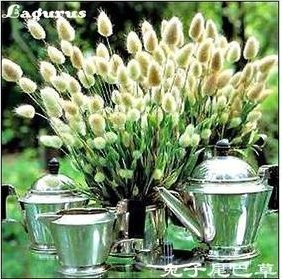 原装正品彩包 原装草花种子 兔子尾巴草种子 别