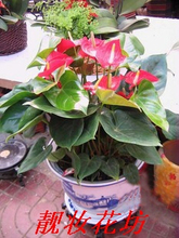 冲三钻/南京/鲜花/花店/预定/速递【靓妆花坊】绿色植物/红掌-5