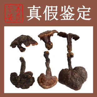  长白山野生灵芝 有柄赤芝 赤 灵芝 保肝解毒提高免疫力