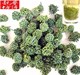云南特产 文山特级三七花 无梗 100克/袋 降血压效果极好