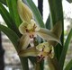 贵州兰花-春剑-5元1苗