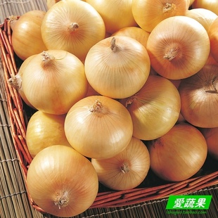  【爱蔬果】绿色食品新鲜蔬菜 黄洋葱 圆葱 葱头 北京配送