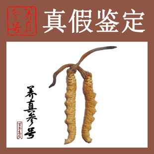  超越同仁堂标准虫草-西藏那曲--唯一头期短把子冬虫夏草 1克3.5条