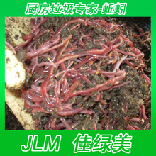 厨房垃圾专家/活体红蚯蚓/厨房垃圾堆肥养/自制有机肥