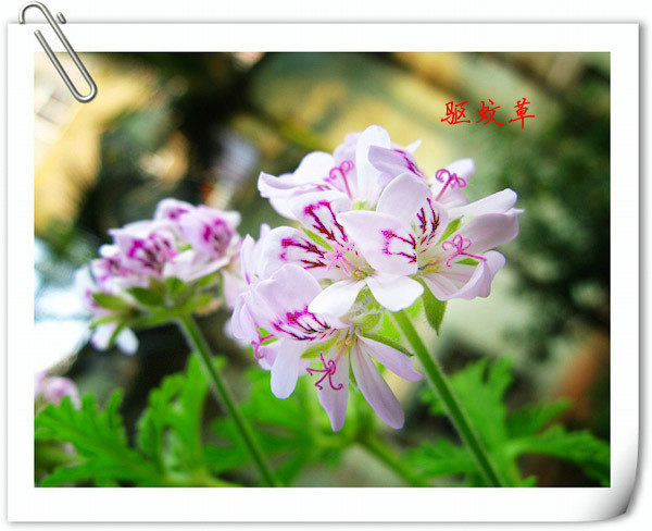 【金皇冠信誉】 QQ农场花园 时尚栽培园艺 之驱蚊草[FQ16]