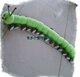 可爱的新款大毛毛虫 长140cm