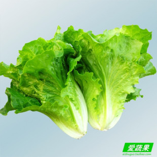  【爱蔬果】绿色食品新鲜蔬菜 生菜 北京配送