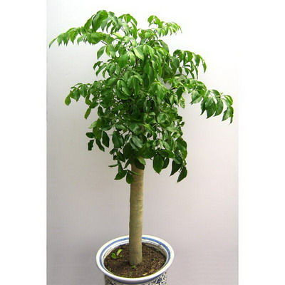 4037-独杆幸福树-上海绿植盆栽室内盆栽上海绿化-向日葵花坊