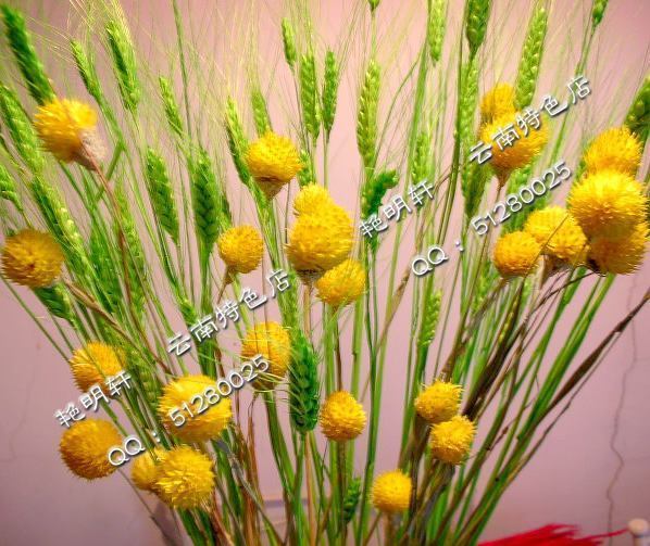 Spring in spring Table Decorations Bouquet of flowers Yan Mingxuan Yunnan Dried flowers flower arrangement Wheat Ear of Wheat Ping fruit combinationin the Flower delivery/Flowers simulation/Plants gardening , Artificial flowers/Plants/Finished fruits and vegetables (New) , Artificial flowers category - from Buy2taobao.com to provide professional Taobao agent buy service