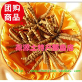新年礼物/精选特级 西藏那曲冬虫夏草 2.4条/克 同仁堂 牧民直供