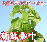 taobao english 16445668877
