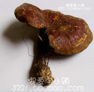  神农架纯野生灵芝 赤芝 特级大个 老灵芝 泡茶炖汤泡酒 假一赔十
